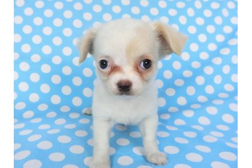 成約済の千葉県のチワワ(ロングコート)-98486の5枚目